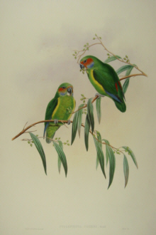 John Gould's Birds of Australia